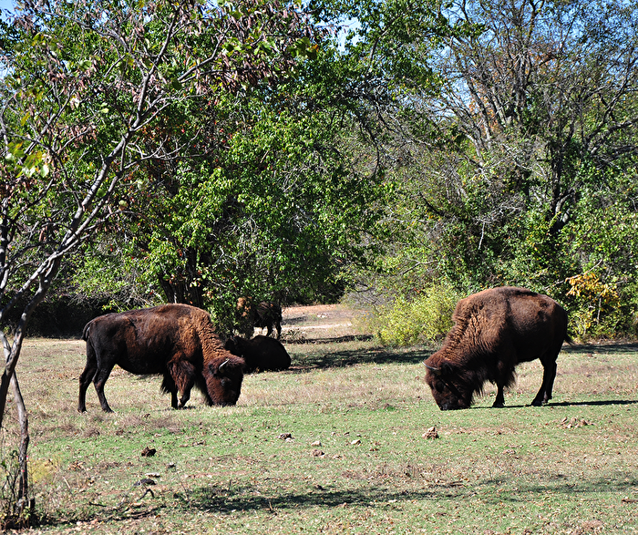 Bison at the Chickasaw National Recreation Area