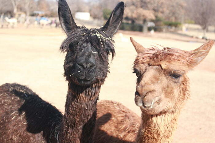 Two Alpacas at the Magnolia Blossom Ranch in Newcastle Oklahoma