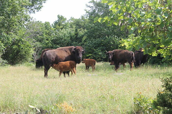 Bison and calves in a field in Oklahoma