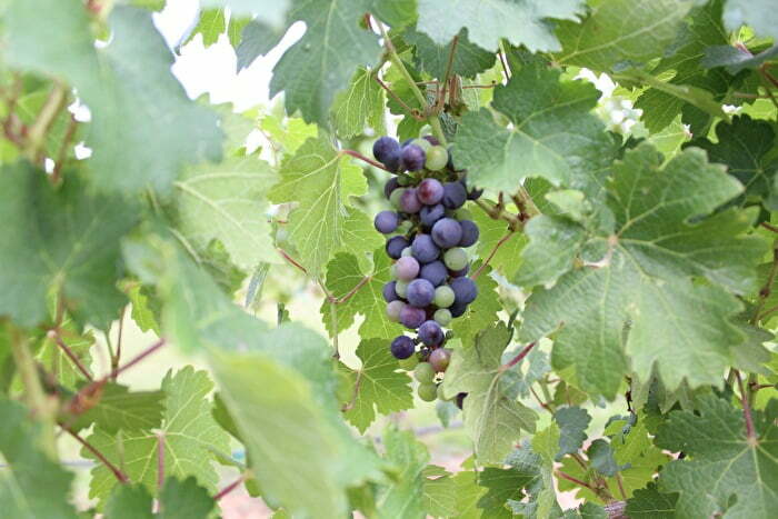 Fresh grapes in Chickasaw Country vineyard