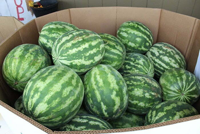 Watermelons in Chickasaw Country