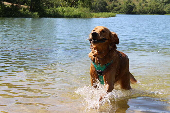 Dog with stick running out of the lake