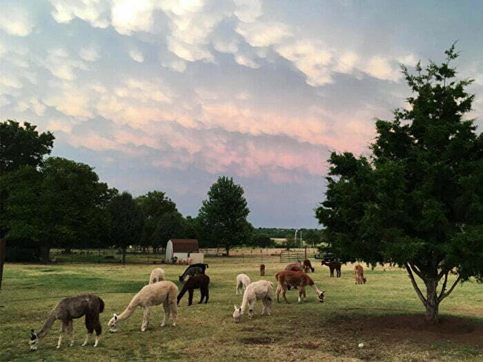 Alpacas in Newcastle